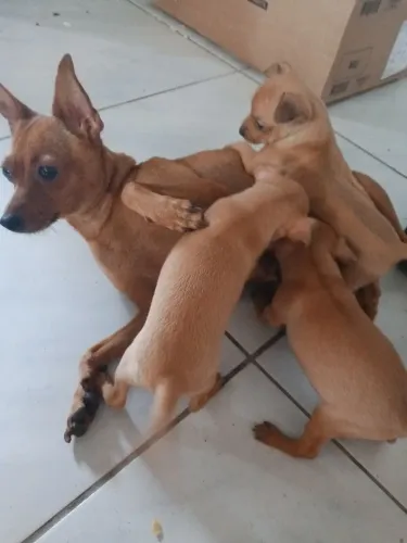 Cachorro pinscher