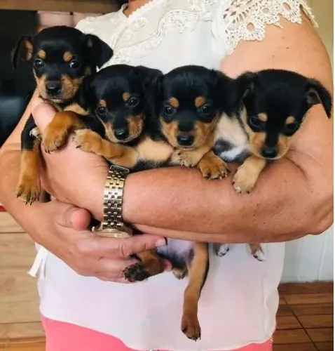 pinscher x fox Apaixone-se pelo seu novo cãozinho. chama 9 9751.6491