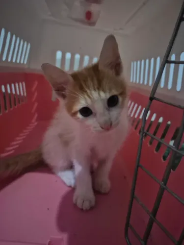 Filhotes de Gatinhos pra Doação 