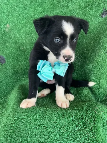 Border Collie disponível para novo lar vendas