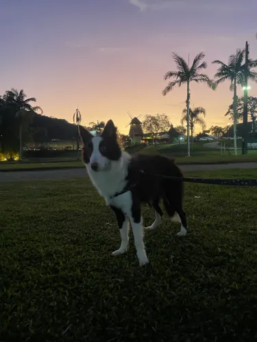 Cachorra Border collie 