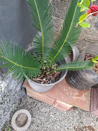 Palmeira cica!l