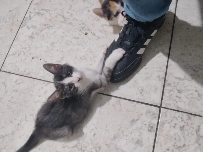 Doa-se gatinhos