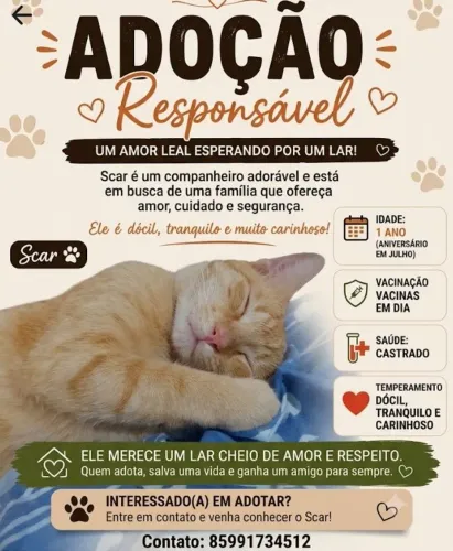 Adoção responsável