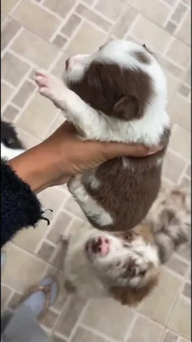 Border collie filhote 