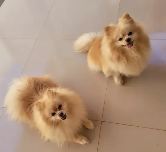 Filhote de Spitz Alemão Anão - Macho