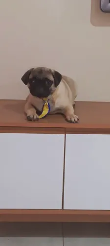 Pug macho !!!! oferta para hoje valor zap