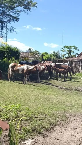 tropa  mangalarga na meia (PARCERIA)