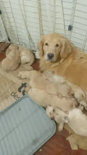Golden Retriever filhotes lindos disponíveis agora