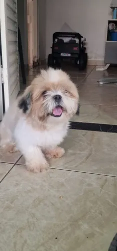 Vende se shitzu 9 meses macho