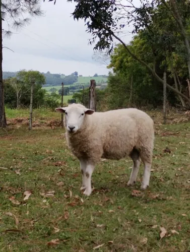 ? Vendo lote de ovelha+carneiro ?