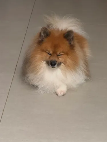 Lindo Spitz Alemão Anão (Lulu da Pomerânia) - 4 Anos ?