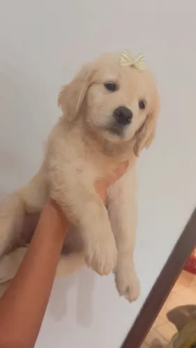Bbs GoldenRetrivers