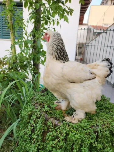 Galinha brahma light raça pura em postura