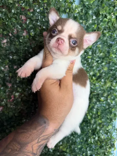Chihuahua tricolor de chocolate 