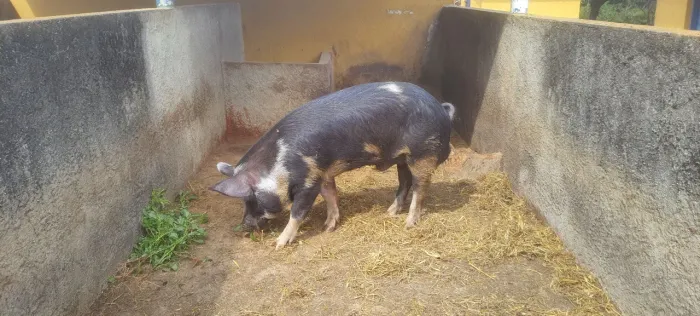 Cachacinho/porco troco em leitoa whats *
