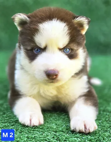 Husky siberiano lindos filhotes 