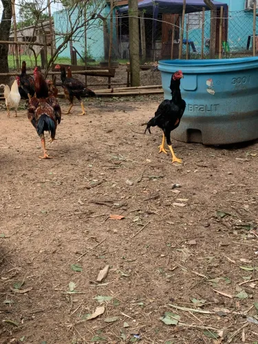 Galo Índio