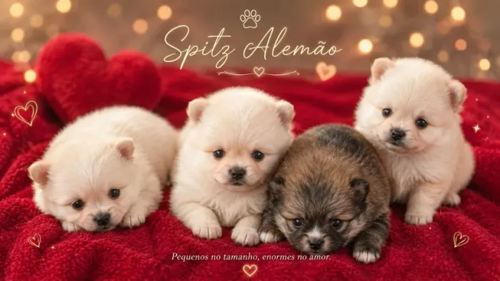 Lindos Filhotes de Spitz Alemão