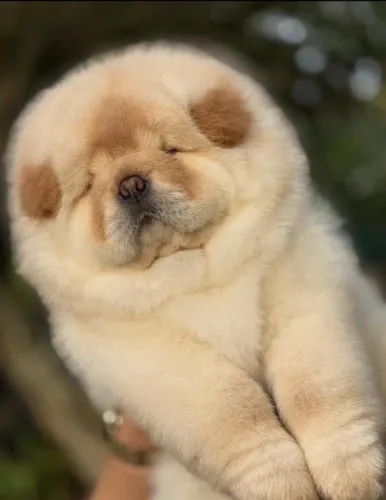 Chow Chow filhote: lindo, leal e encantador!