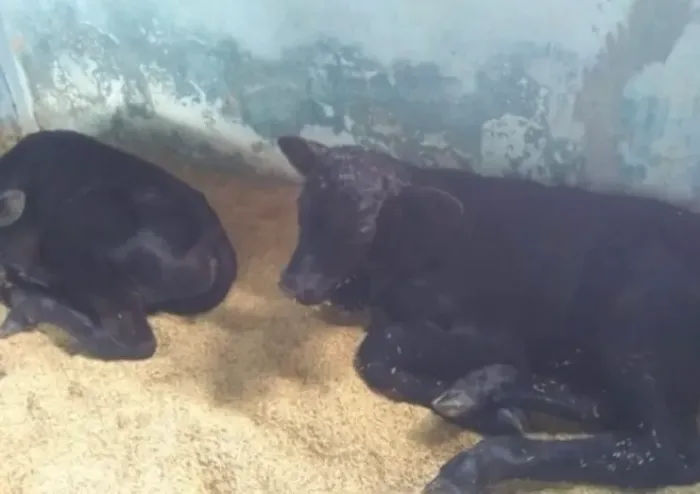 Bezerros Angus