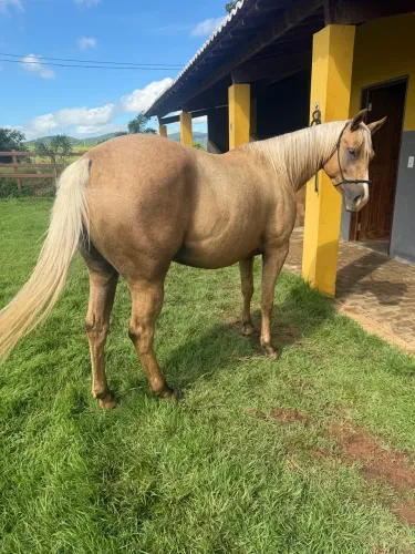 Égua Qm PO + Prenhez