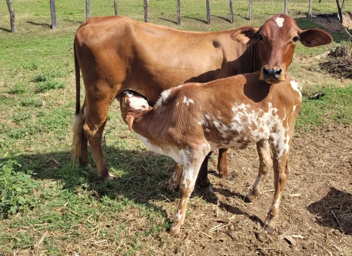 Novilha primeira cria 