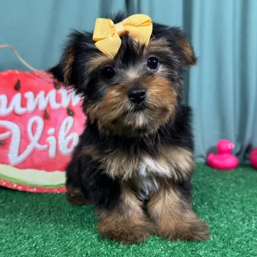 Yorkshire Terrier: O cãozinho de companhia mais amado do mundo.