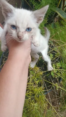Gatinho siamês 