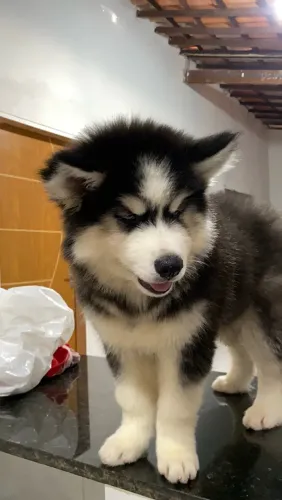 Filhote de husky siberiano