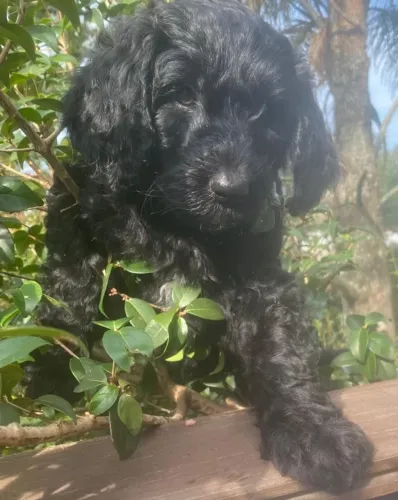 Lindos filhotes poodle puros GRANDES (macho e fêmea)