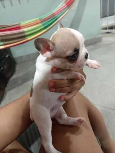 Cachorros 