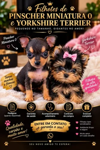 Belíssimos filhotes de Pinscher miniatura 0