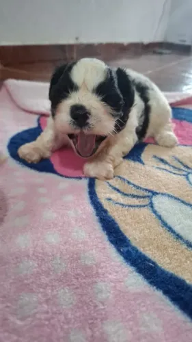 Shitzu