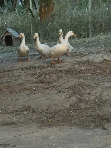 VENDO 4 MARRECOS MACHO EM ITAPORANGA 
