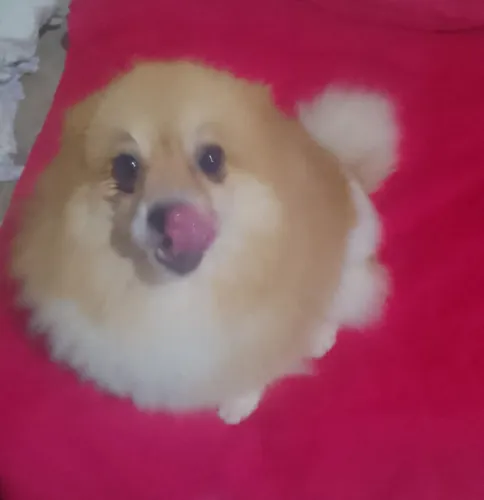 Vendo linda Spitz alemão fêmea adulta 