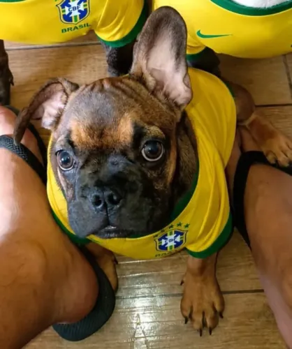 Bulldog frances
