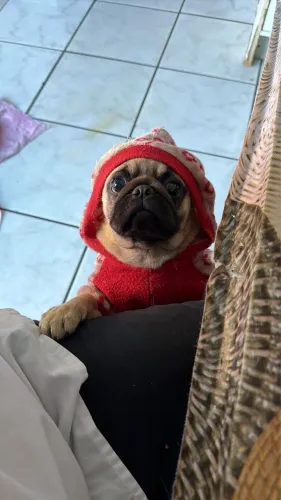 Pug 8 meses