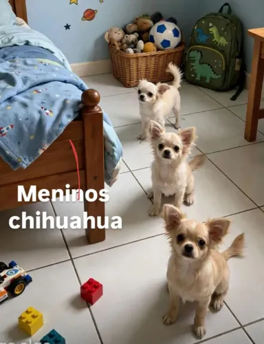 Menino chihuahua