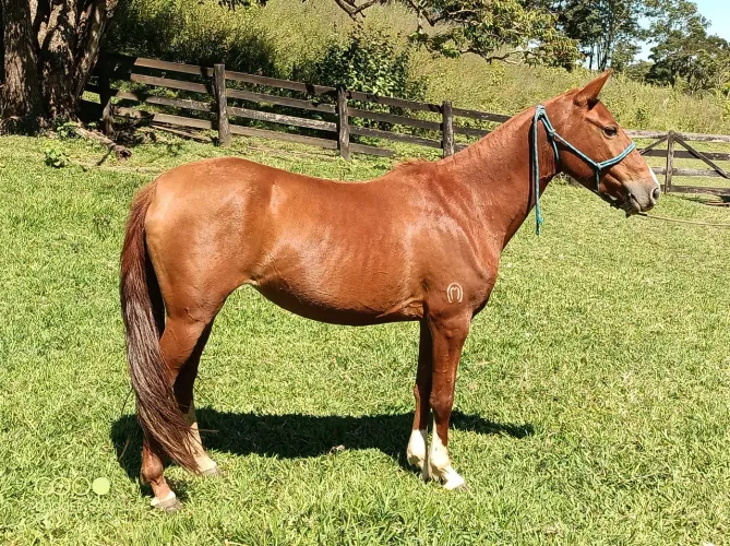 Mangalarga Marchador potra
