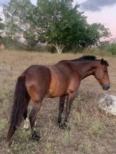 Cavalo manga larga