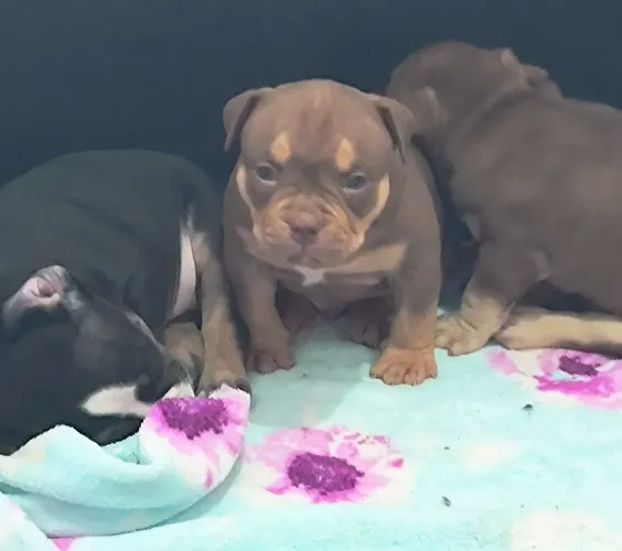 American Bully pocket com pedigree