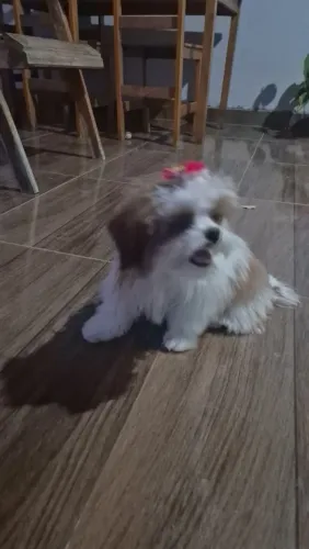 Shih tzu Mine