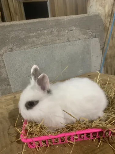 Vendo 2 coelhinhos muito fofos