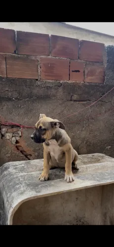 American bully fêmea