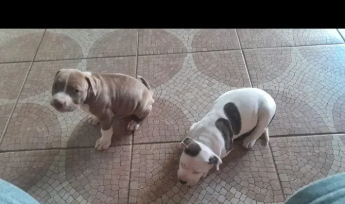 Cachorro Pitbull filhote