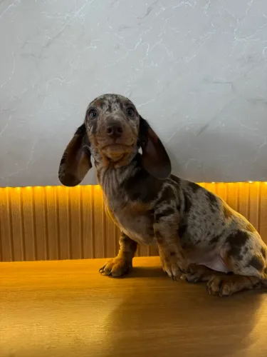 Dachshund Alerquim chocolate fêmea 