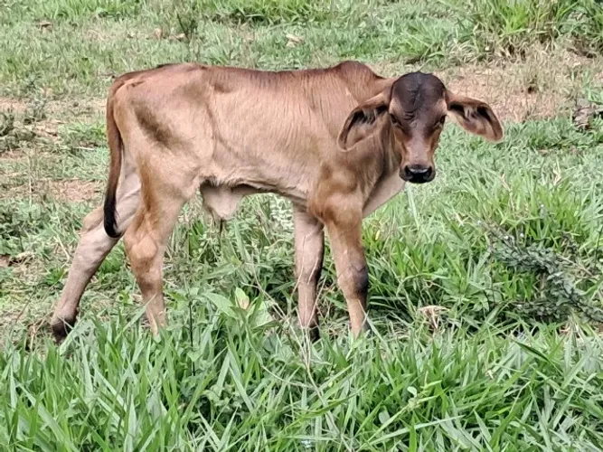 Vaca com bezerro recém nascido