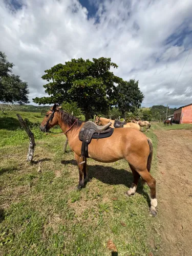 ÉGUA MANSA PRA MULHER E CRIANÇA