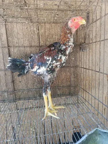 Frango